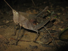 Colpolopha latipennis