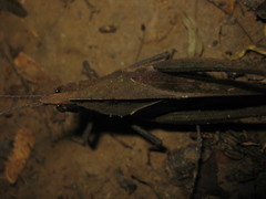 Colpolopha latipennis