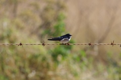 Hirundo dimidiata