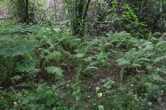 Matteuccia struthiopteris