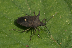Proxys albopunctulatus