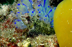 Enneapterygius atrogulare