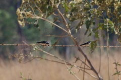 Hirundo dimidiata