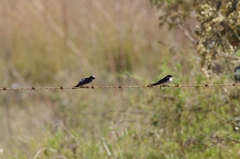 Hirundo dimidiata