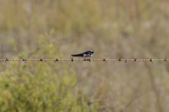 Hirundo dimidiata