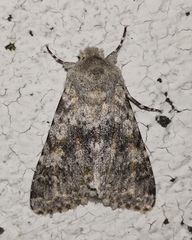 Polymixis rufocincta