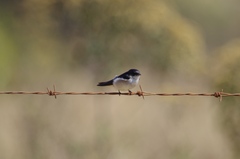 Hirundo dimidiata