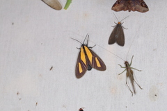 Xanthoarctia pseudameoides