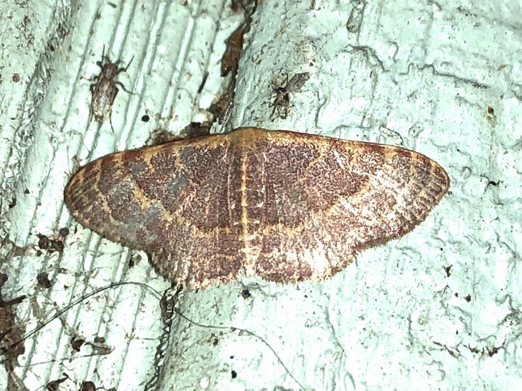 Pannaria Wave from NE County Road 1469, Waldo, FL, US on October 15 ...