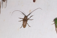 Oncideres angaturama