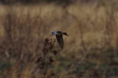 Hirundo dimidiata