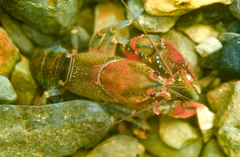 Euastacus neohirsutus