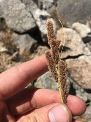 Carex congdonii