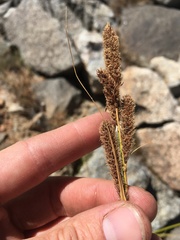 Carex congdonii