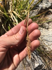 Carex congdonii