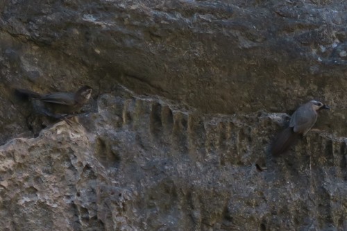 White-browed Laughingthrush