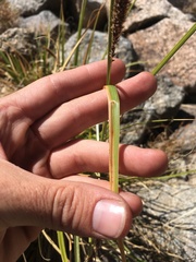 Carex congdonii