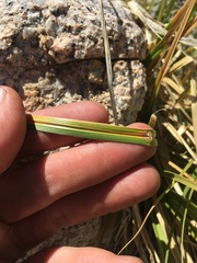 Carex congdonii