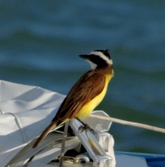 Pitangus sulphuratus