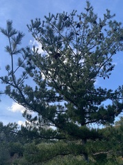 Pinus armandi