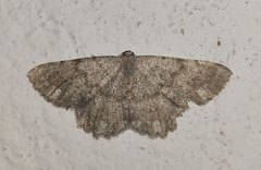 Dicrognophos sartata