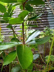 Pittosporum roimata