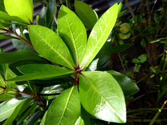 Pittosporum roimata
