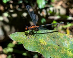 Austroargiolestes amabilis