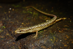 Saproscincus spectabilis