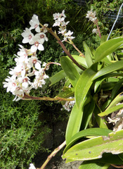 Sarcochilus hartmannii