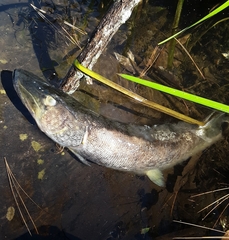 Esox niger
