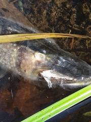 Esox niger