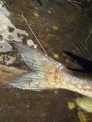 Esox niger