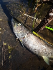 Esox niger