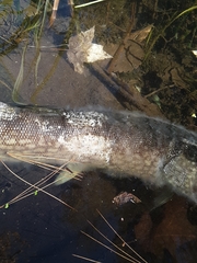 Esox niger