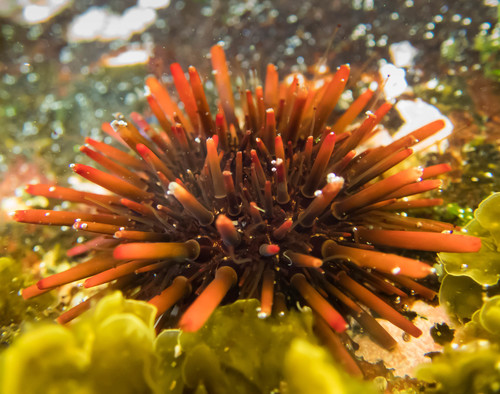 Red-tipped urchin