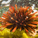Red-tipped Urchin - Photo (c) Niki Hubbard, some rights reserved (CC BY), uploaded by Niki Hubbard