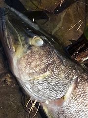 Esox niger