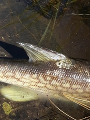Esox niger