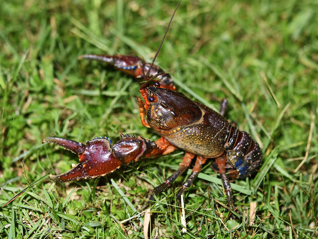 Euastacus neohirsutus