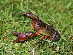Euastacus neohirsutus
