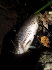 Esox niger