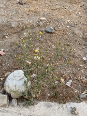 Heterotheca grandiflora