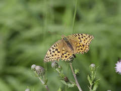 Argynnis