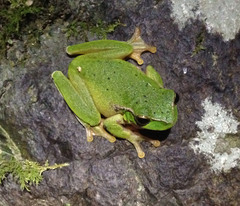 Ranoidea barringtonensis