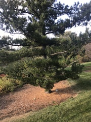 Pinus armandi