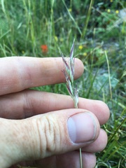 Danthonia intermedia intermedia