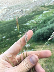 Danthonia intermedia intermedia