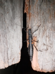 Monticomorpha unicolor