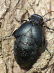 Meloe decorus